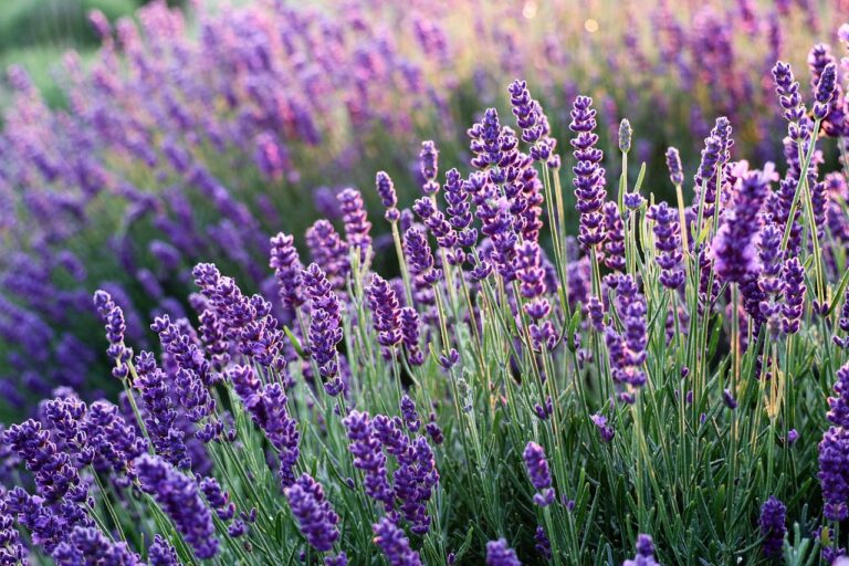 lavenders, flowers, lavender field, purple flowers, bloom, beautiful flowers, blossom, flora, flower background, nature, fragrance, flower wallpaper, inflorescence